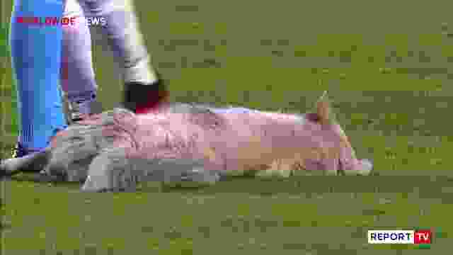 Qeni futet në fushë dhe ndalon ndeshjen e futbollit! I merr atleten një lojtari