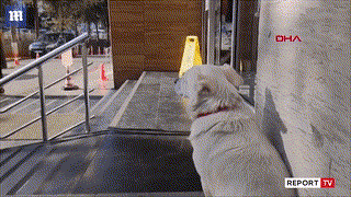 VIDEO emocionuese/ Njëjtë si Haçiko i famshëm, Boncuk qeni që për 6 ditë priti para spitalit të zotin