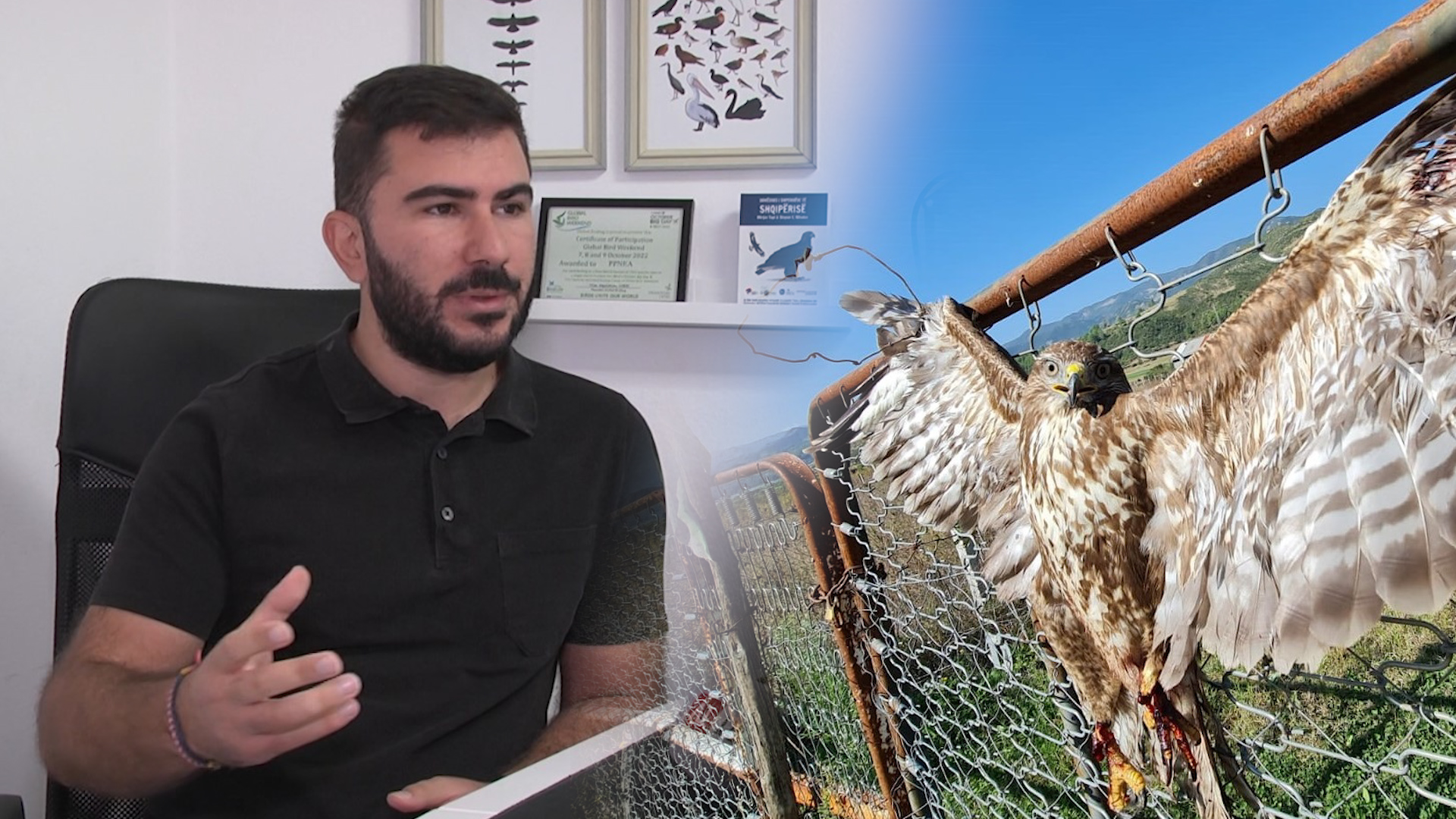 Shqiponja e dhunuar në Përmet, specie e mbrojtur me ligj nga 2006! Aktivisti: Është hutë fushe, lehtësisht e kapshme nga njeriu